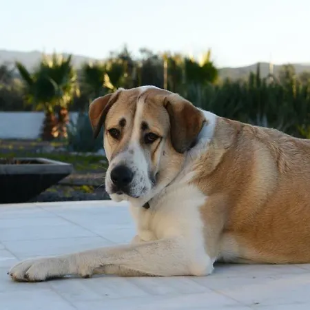 Cortijo Oro